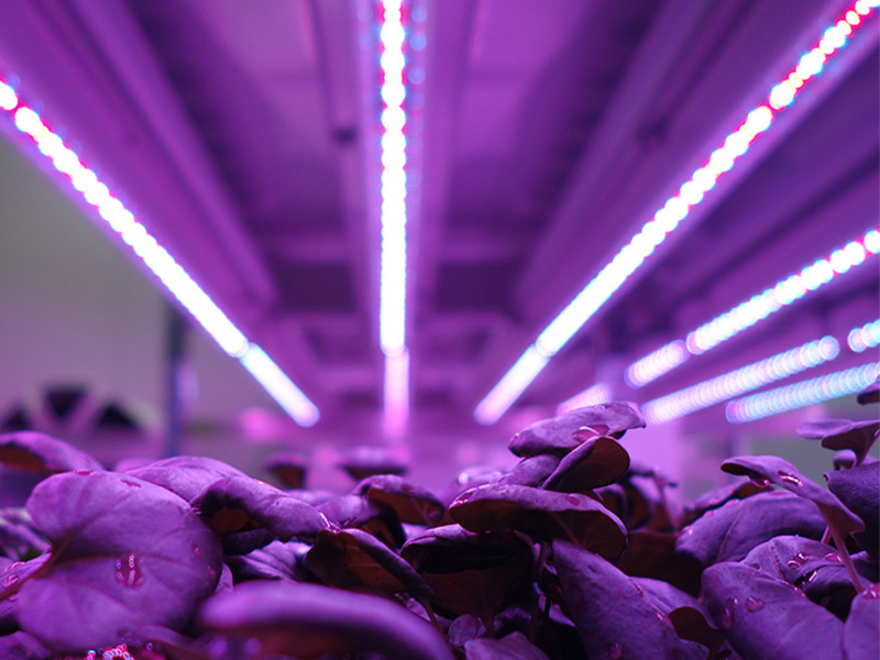 PLANT GROWTH RESEARCH LIGHTS