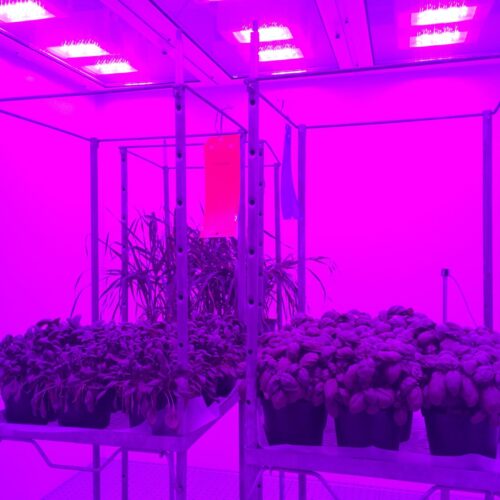 Aralab-LED-Single-Tier-Growth-Room-Biotronen