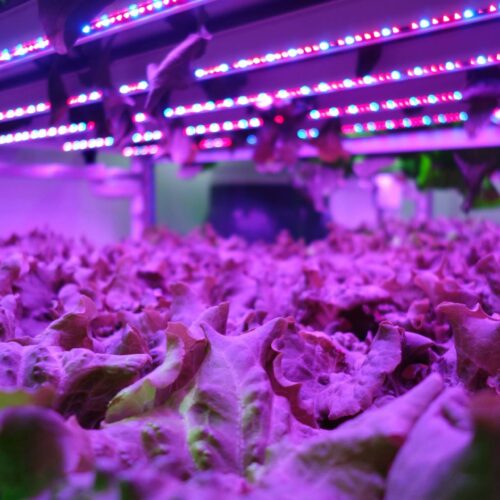 batch_Aralab-Indoor-Vertical-Farming-Plant-Factory-for-Controlled-Environment-Agriculture_0106