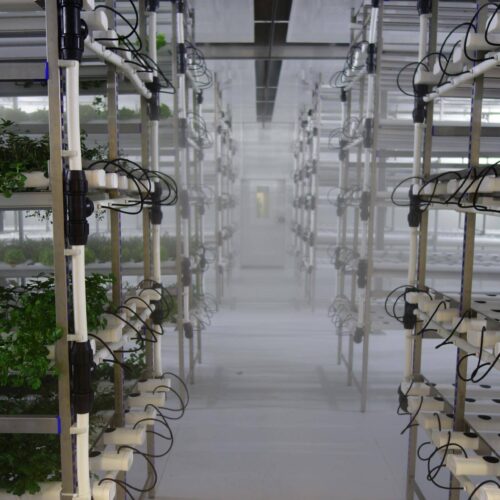 batch_Grow-to-Green-Indoor-Vertical-Farming-Plant-Factory-for-Controlled-Environment-Agriculture_0101