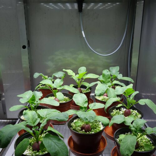 batch_PROJ8-LED-research-Plant-growth-cabinets-aralab-ICAAM-3