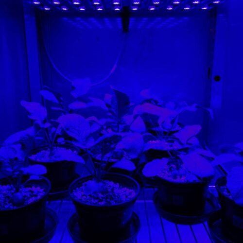 batch_PROJ8-LED-research-Plant-growth-cabinets-aralab-ICAAM-5